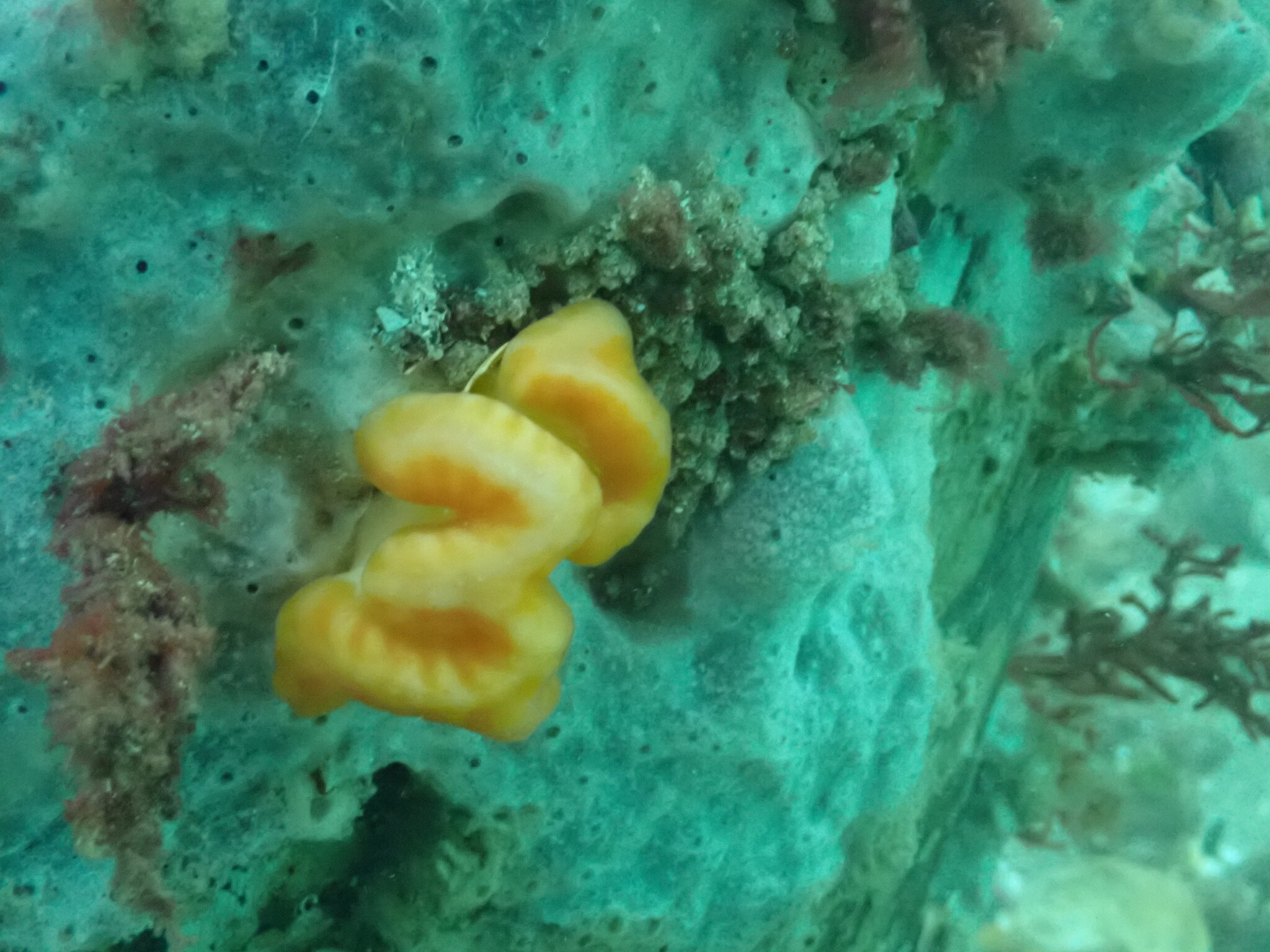 Sycozoa cerebriformis (Quoy & Gaimard, 1834)