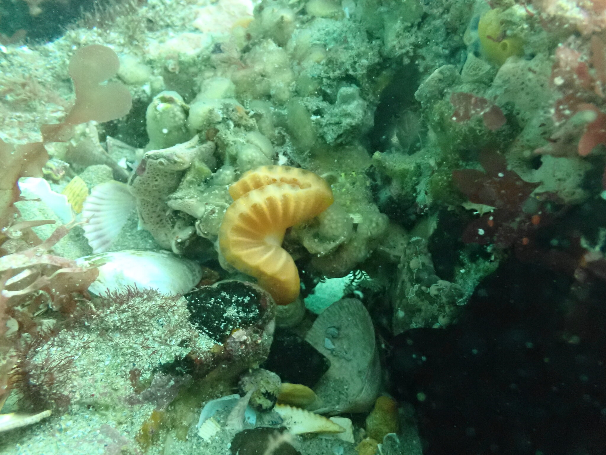 Sycozoa cerebriformis (Quoy & Gaimard, 1834)