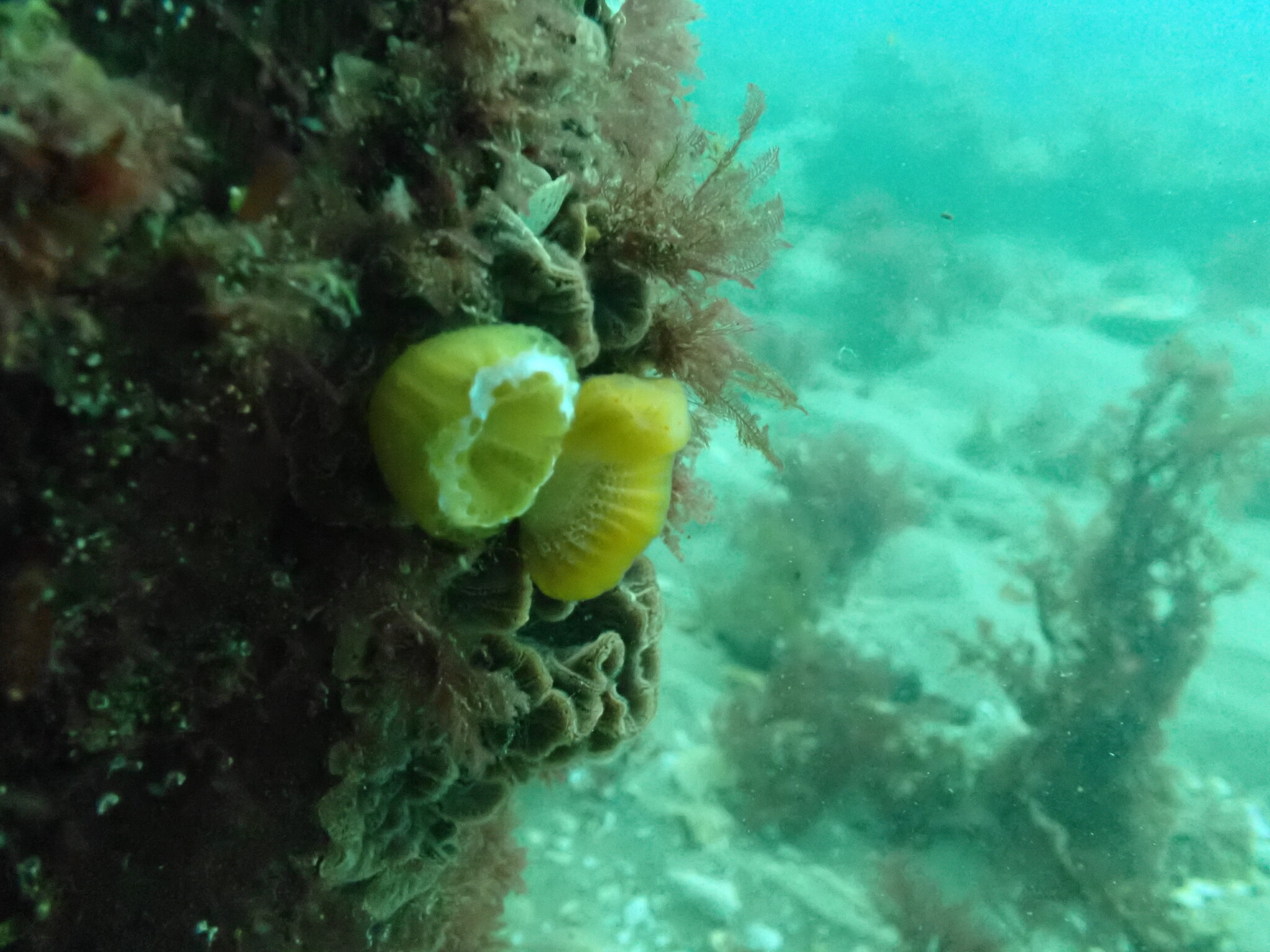 Sycozoa cerebriformis (Quoy & Gaimard, 1834)