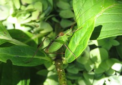 Leptophyes laticauda