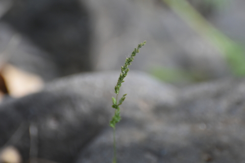 Bigelow's bluegrass (Poa bigelovii)