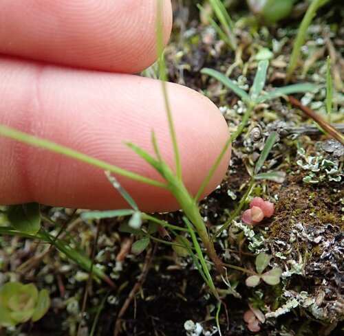 Willdenow's Clover foliage