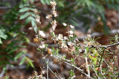 Image of Brickellia baccharidea by no rights reserved