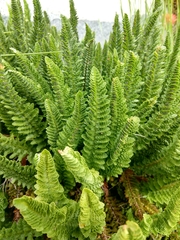 Polystichum lemmonii