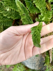 Polystichum lemmonii