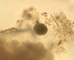 Miozoa