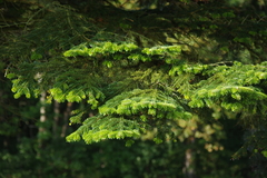 Abies nordmanniana