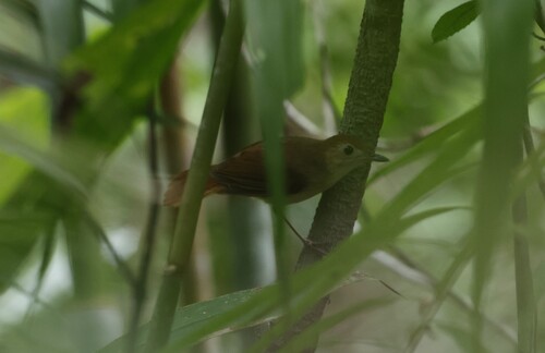 Ferruginous Babbler (Pellorneum bicolor), photo 10