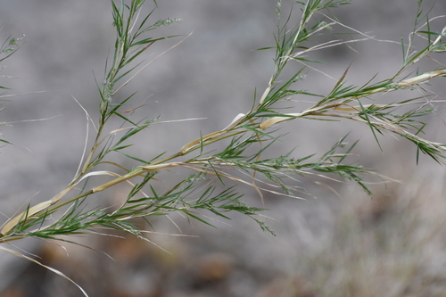 Image of Muhlenbergia dumosa by no rights reserved