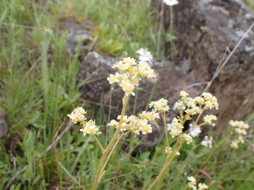 Image of Brittle-Leaf Saxifrage (Micranthes fragosa) by (c) elik03, some rights reserved (CC BY)
