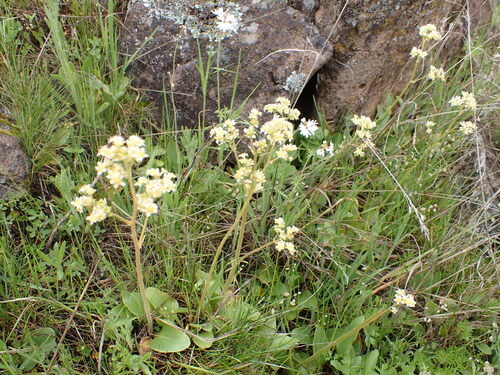 Micranthes fragosa (Micranthes fragosa)