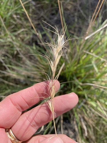 Texas Wildrye (Elymus interruptus)