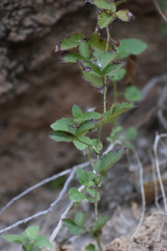 Image of Rubus arizonensis by no rights reserved