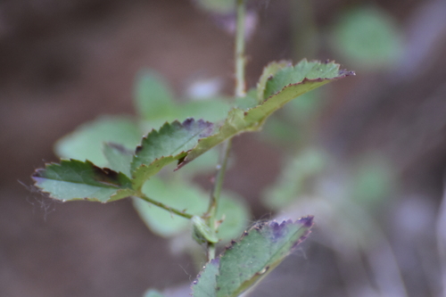 Image of Rubus arizonensis by no rights reserved