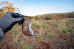 Toltec Cotton Rat photo 2