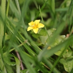 Hypericum anagalloides