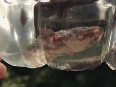 Necturus mounti