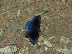 Anastrus neaeris