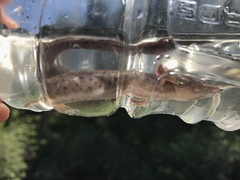 Necturus mounti