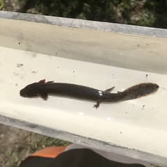 Necturus mounti