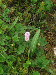 Bistorta plumosa