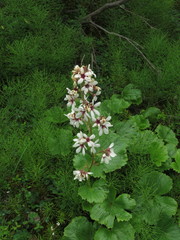 Boykinia richardsonii