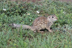 Ictidomys parvidens