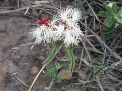 Calliandra humilis