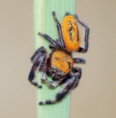 Phidippus pius