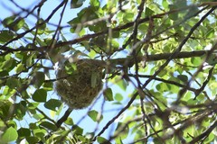 Terpsiphone paradisi leucogaster