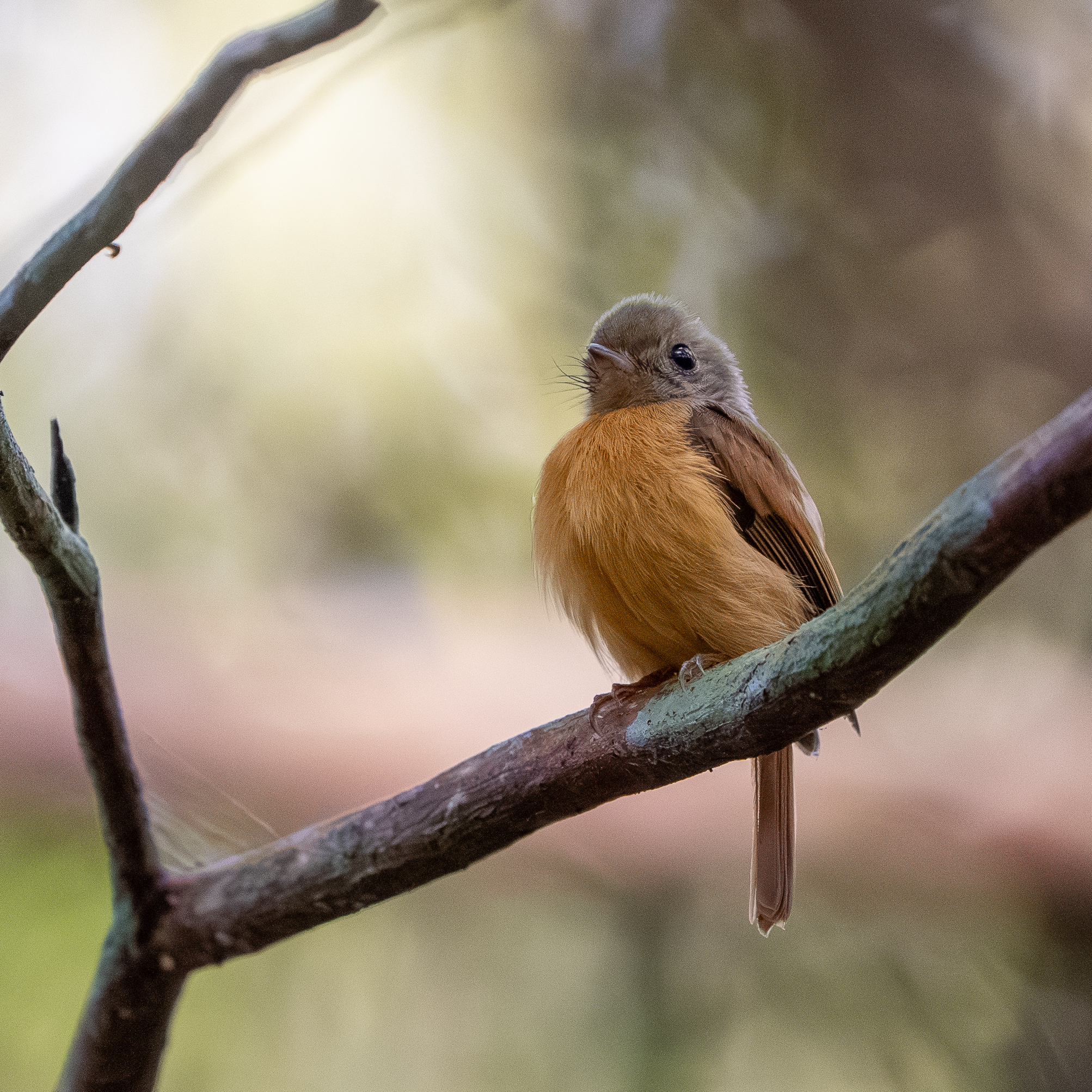 Ruddy-tailed Flycatcher (Terenotriccus erythrurus), photo 8
