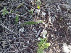 Acanthocereus tetragonus