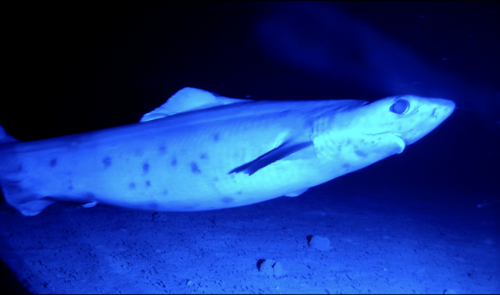 Deepsea spiny dogfish (Centrophorus squamosus) — Centrophoridae — 2