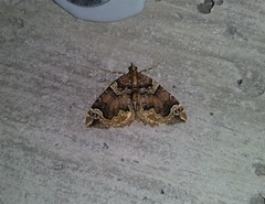 Ecliptopera silaceata