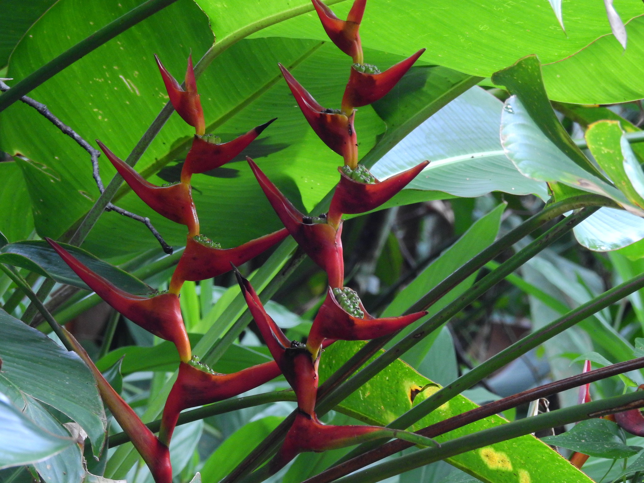 Heliconia farinosa