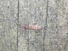 Orchesella flavescens
