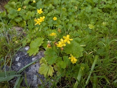 Ranunculus creticus, photograph (c) Elias, some rights reserved (CC BY)