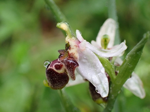 Image of Ophrys dodekanensis by (c) Elias, some rights reserved (CC BY)