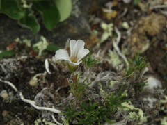 Cherleria