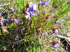 Viola decumbens decumbens