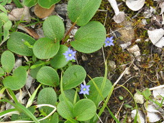 Gentiana prostrata