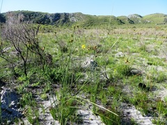 Bobartia longicyma longicyma