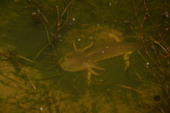 Ambystoma velasci