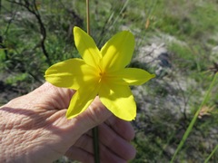 Bobartia longicyma longicyma