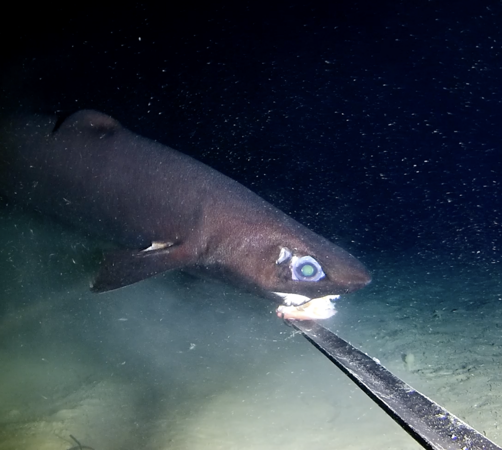 Portugese dogfish (Centroscymnus coelolepis) — Somniosidae