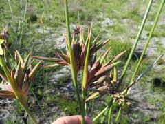 Bobartia longicyma longicyma