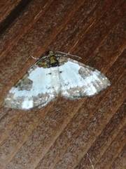 Melanthia procellata