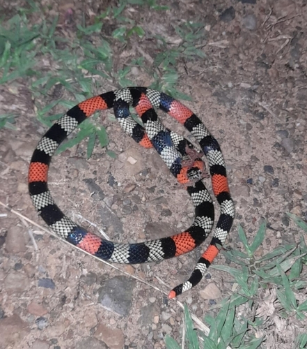 Photo of a Venezuela Coral Snake (Micrurus isozonus)