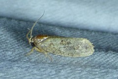 Acrolophus texanella