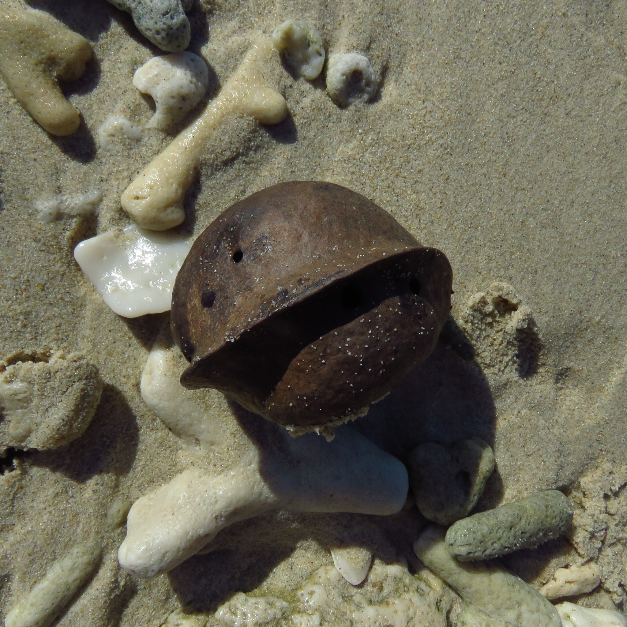 Heritiera littoralis